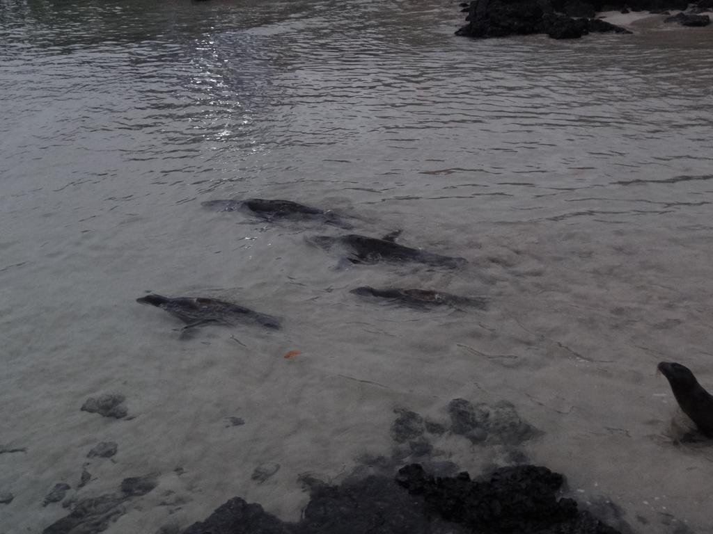 Paraiso De Isabela 푸에르토빌라밀 외부 사진